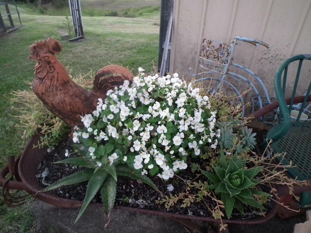 Appartamento Maleny Hinterland Escape Witta Esterno foto