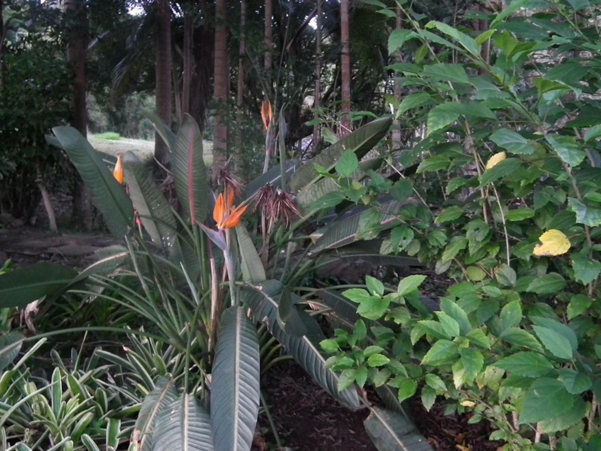 Appartamento Maleny Hinterland Escape Witta Esterno foto