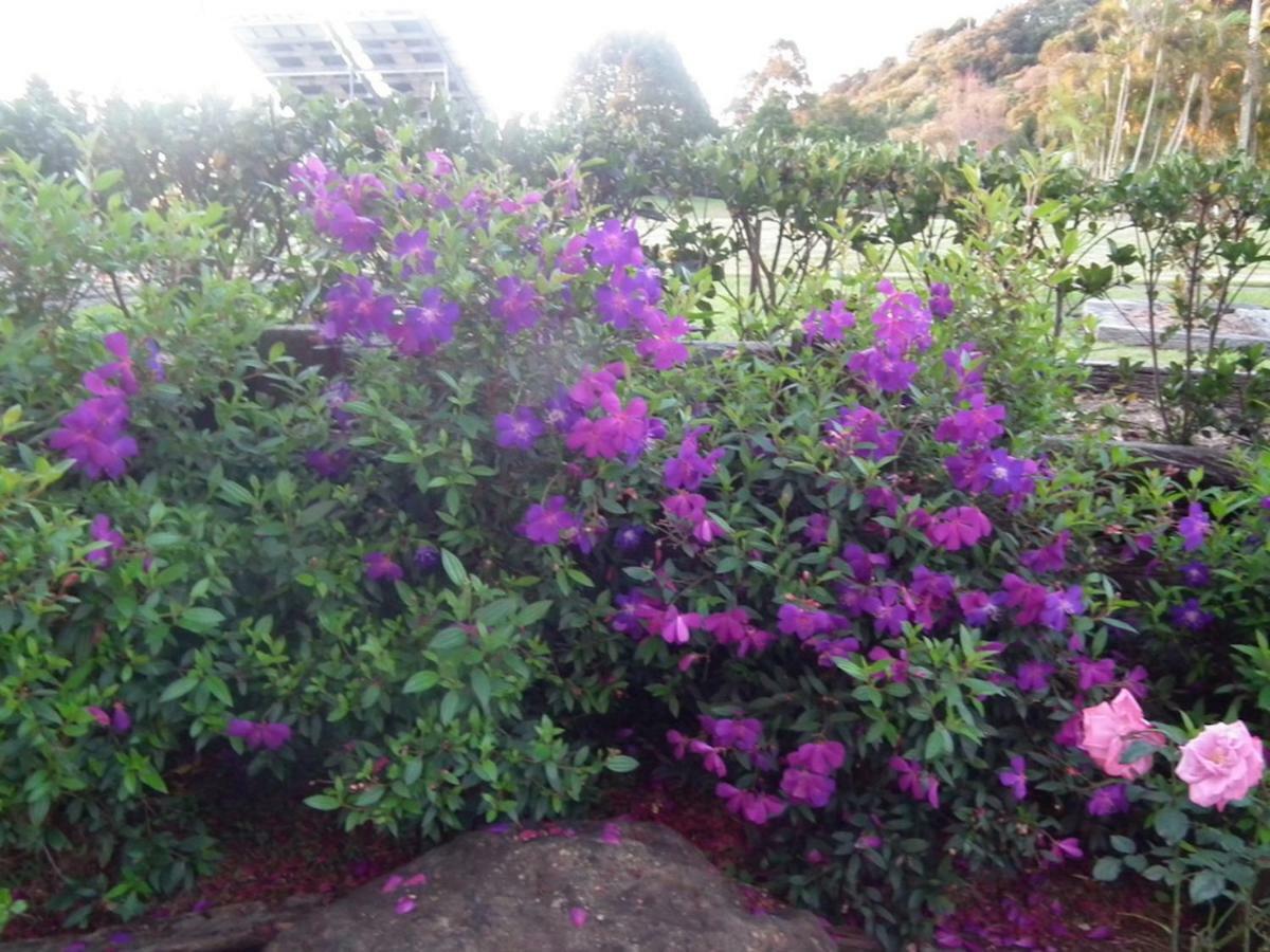 Appartamento Maleny Hinterland Escape Witta Esterno foto